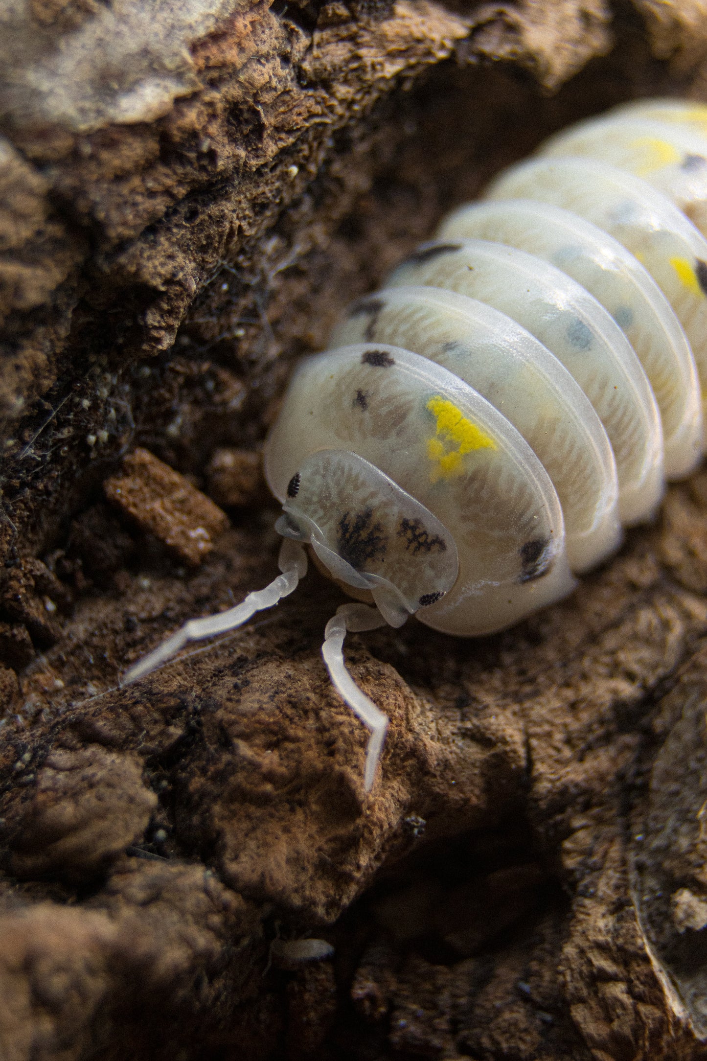 Armadillidium vulgare „Magic Potion“