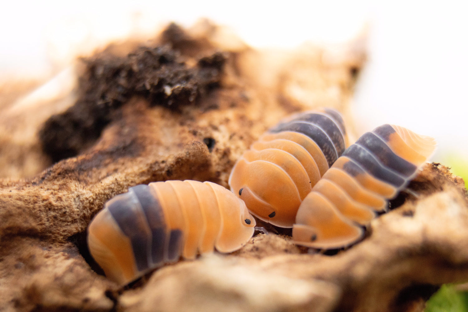 Cubaris-isopods-asseln-asselnkaufen