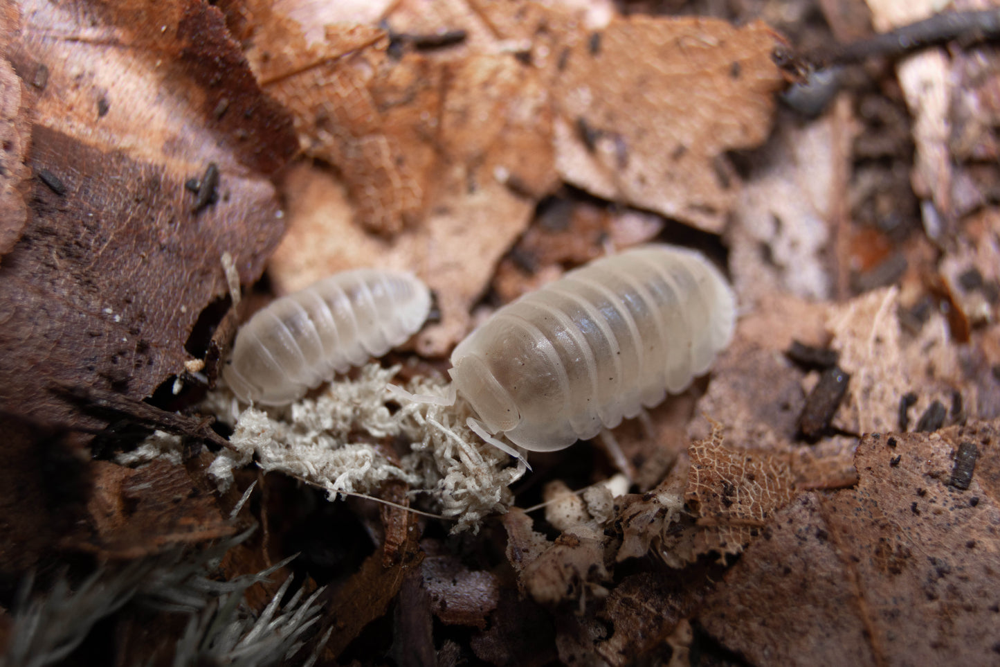 Cubaris murina ,Glacier’