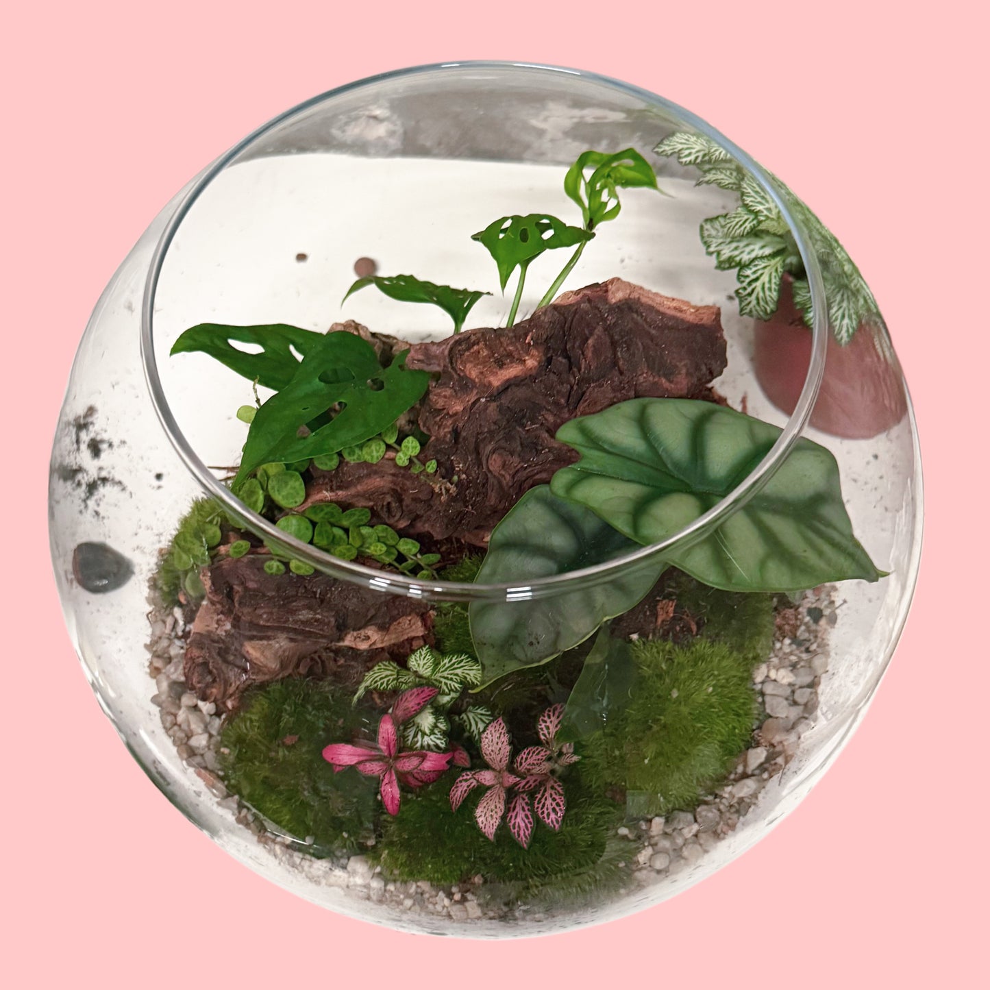 Assel Terrarium, ökosphäre, alocasia. monstera, fittonia, fascchengarten für asseln