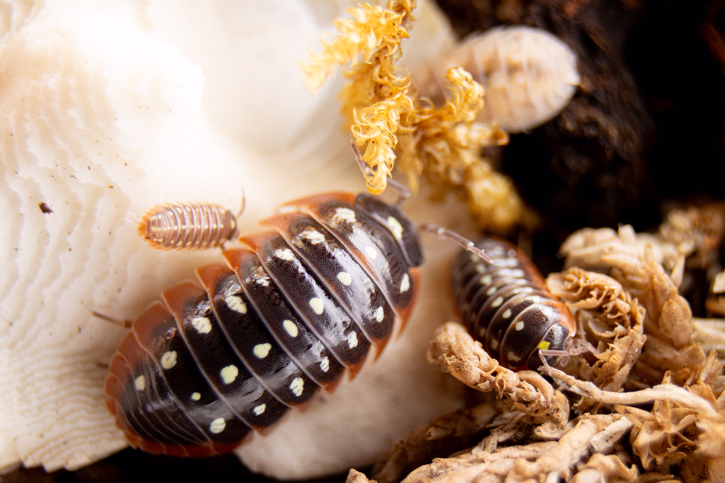 armadillidium montenegro assel kaufen schweiz