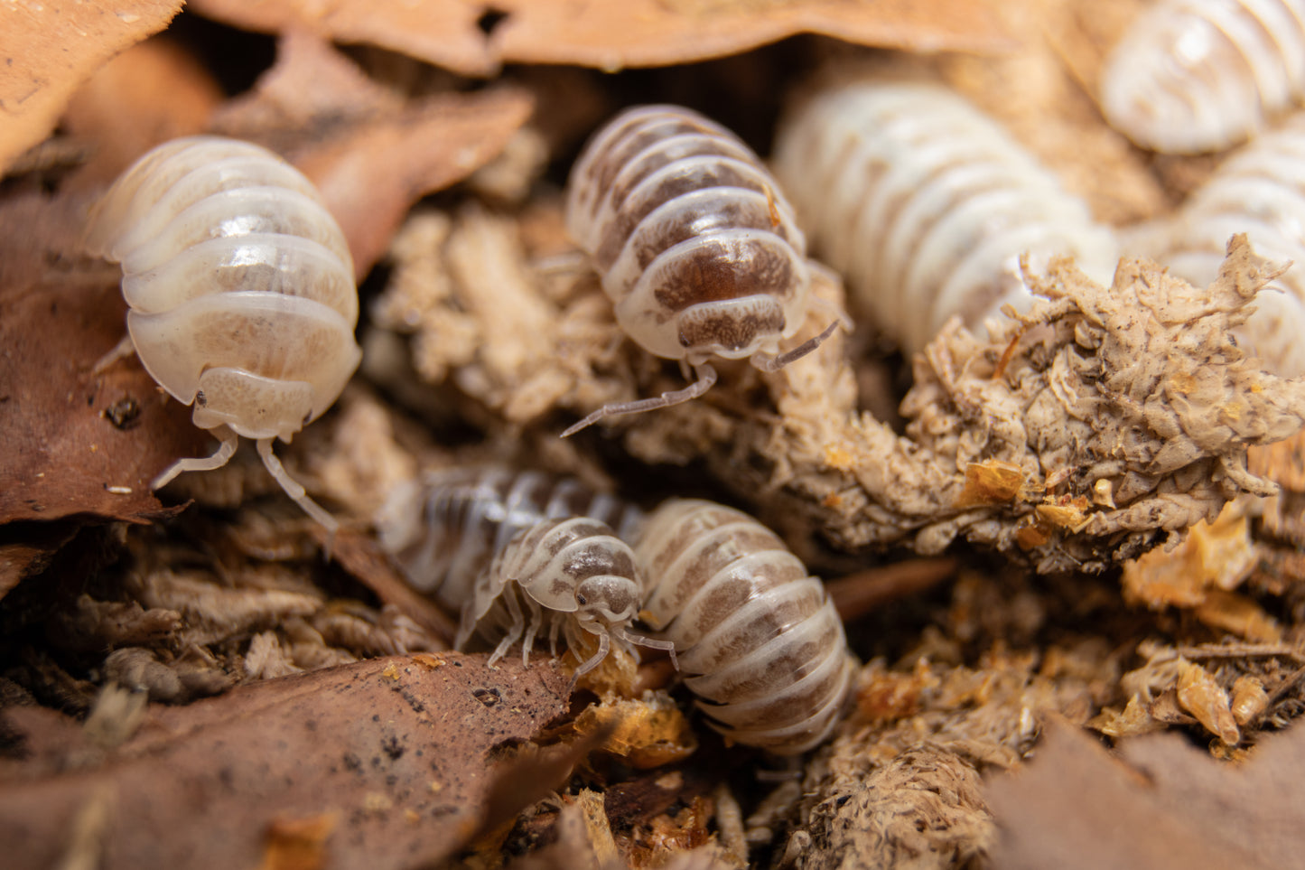 Armadillidium maculatum “Champagne”