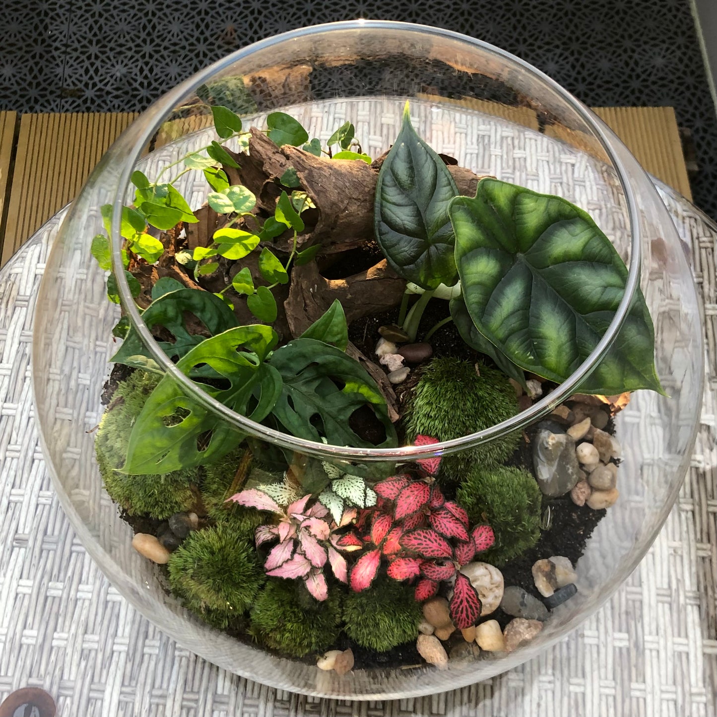 Assel Terrarium nach Deinen Wünschen