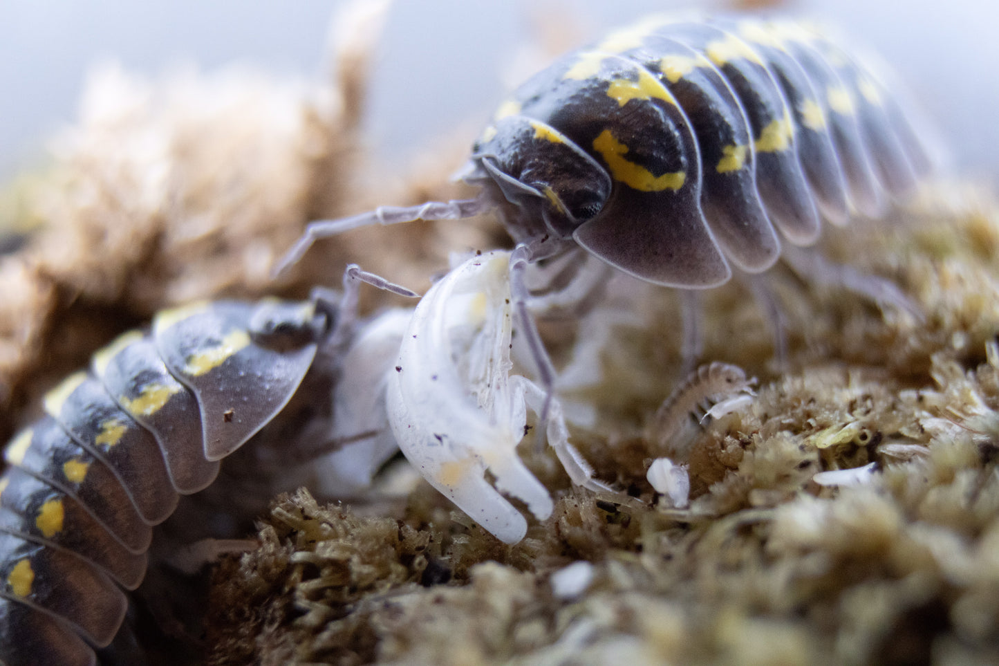 aramadillidium gestroi, assel, gestroi, kellerassel, asseln kaufen, kaufen, armadillidium gestroi kaufen schweiz, schweiz