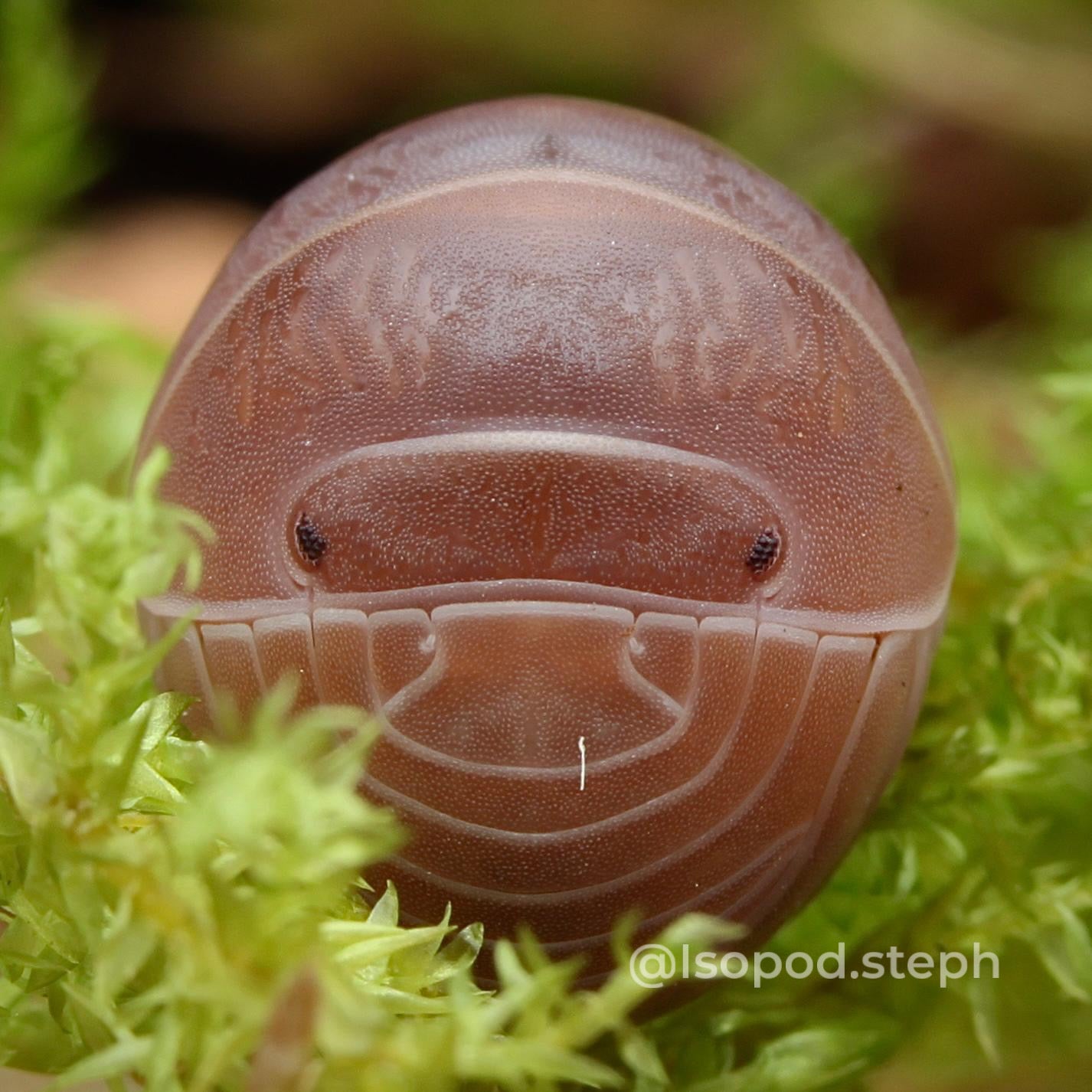 Armadillo officinalis brown