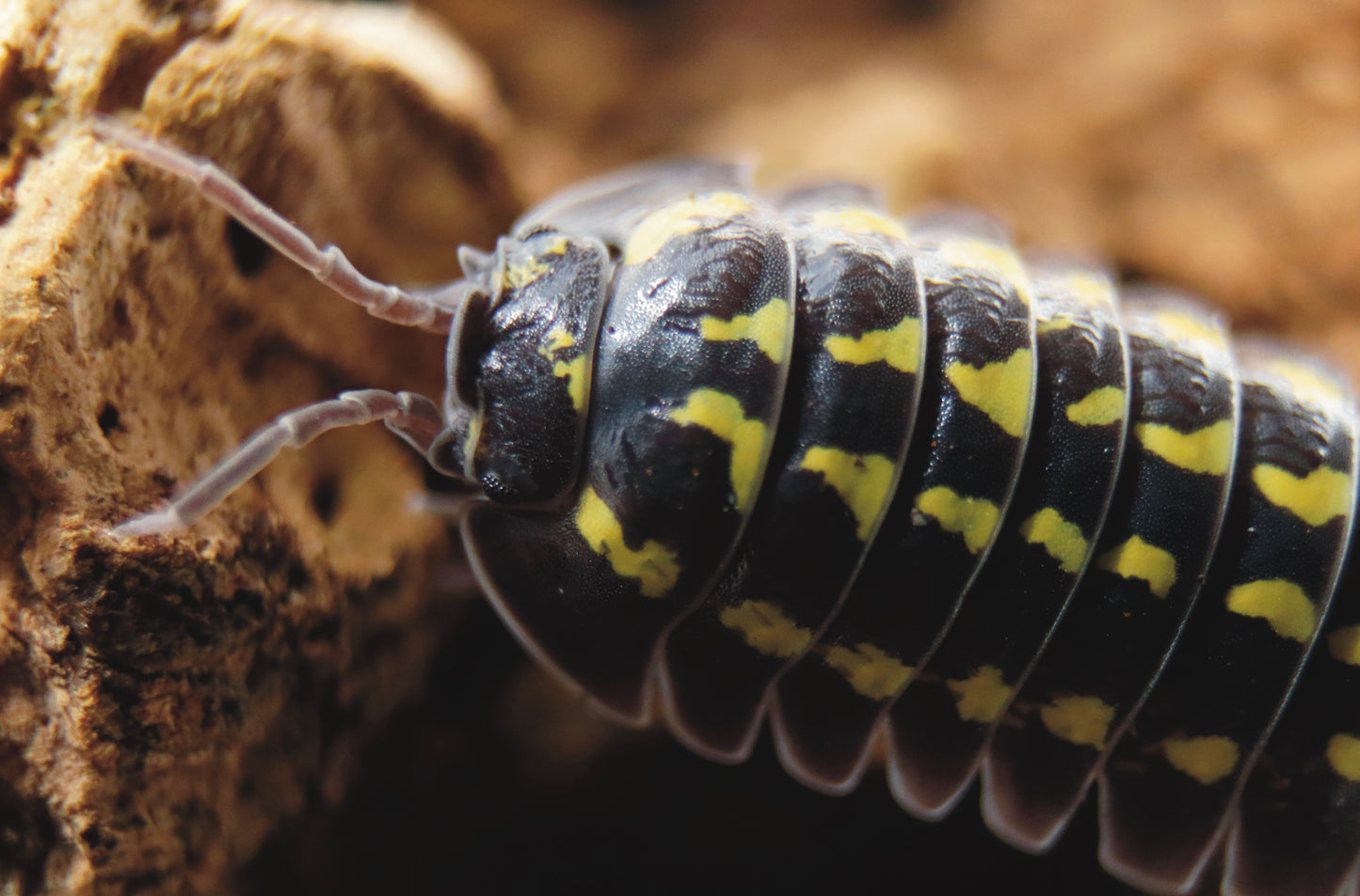 aramadillidium gestroi, assel, gestroi, kellerassel, asseln kaufen, kaufen, armadillidium gestroi kaufen
