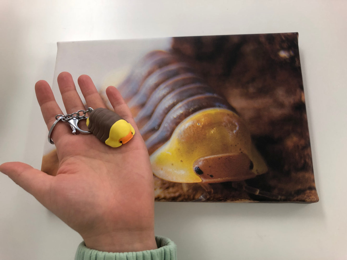 Cubaris sp. “Rubber Ducky” Schlüsseanhänger