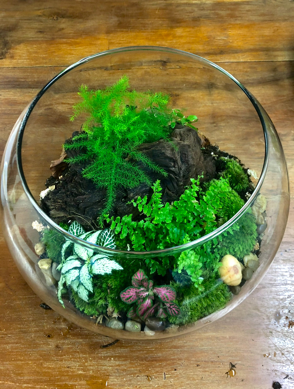Assel Terrarium klein nach Deinen Wünschen