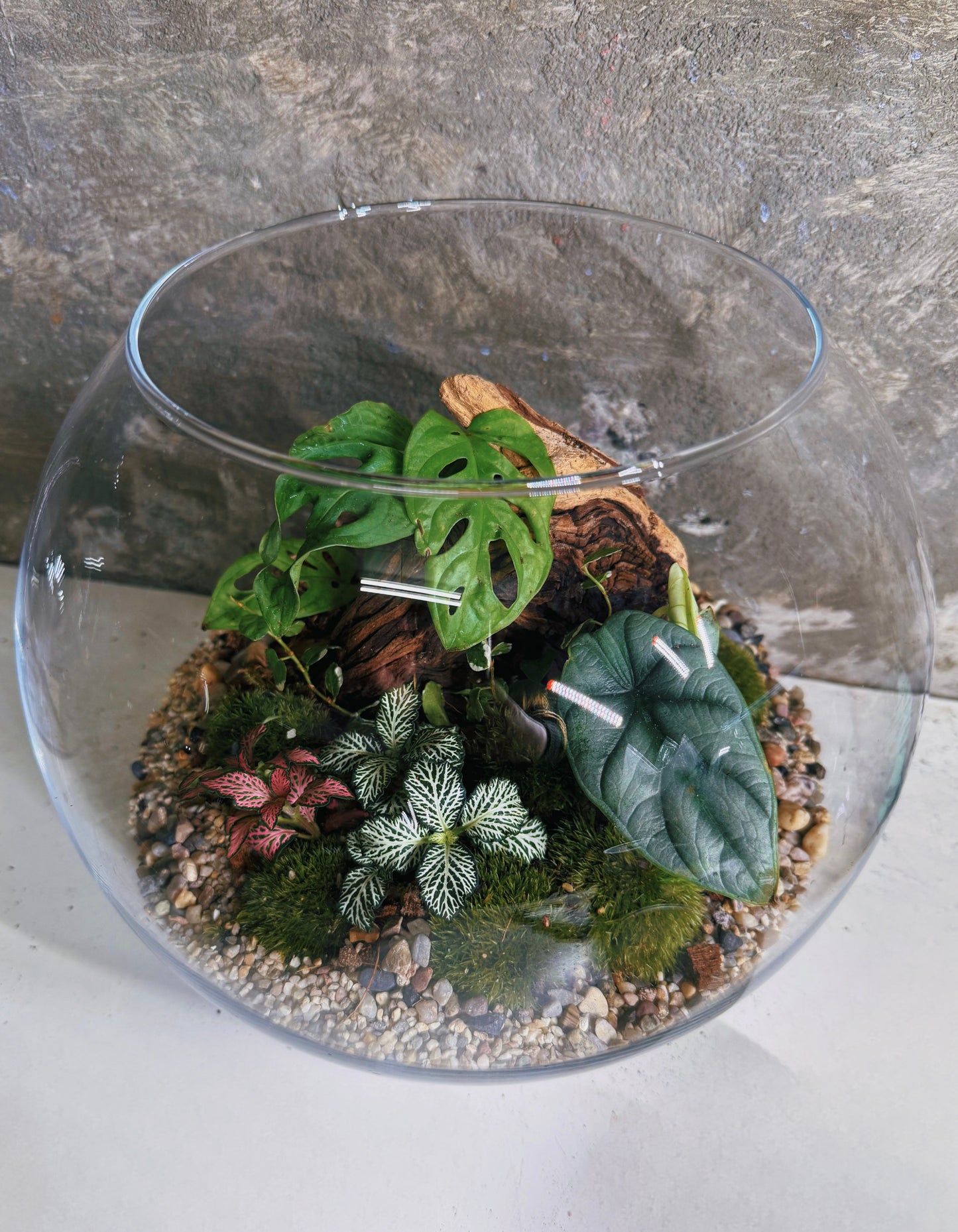 Assel Terrarium