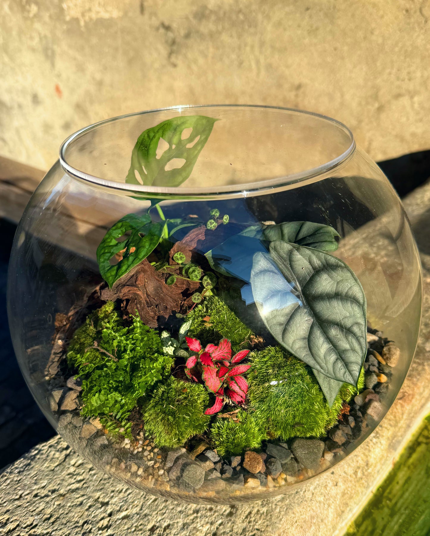 Assel-Terrarium mit Monstera und Alocasia