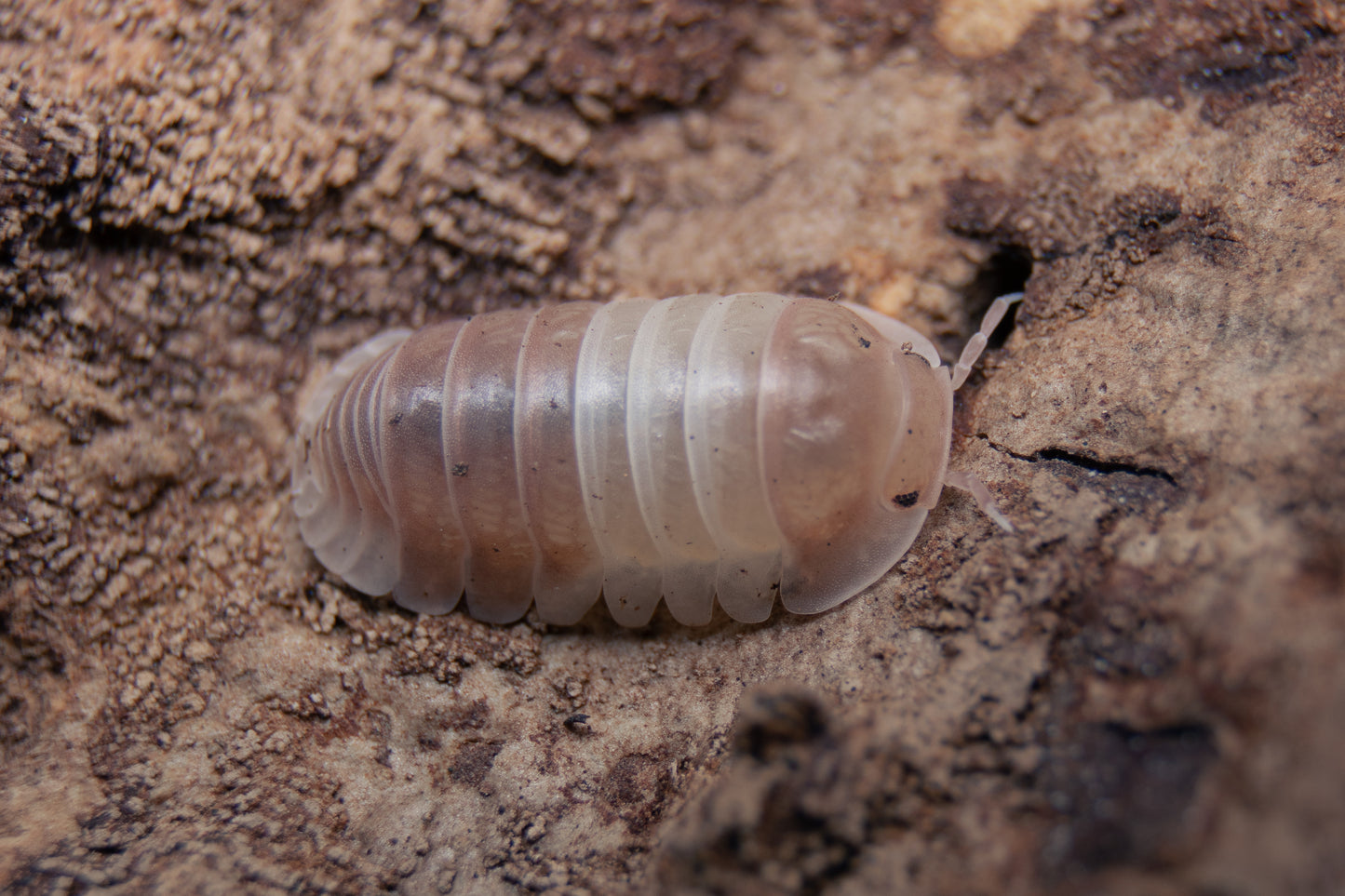 Cubaris sp. ‚Pink Panda King‘
