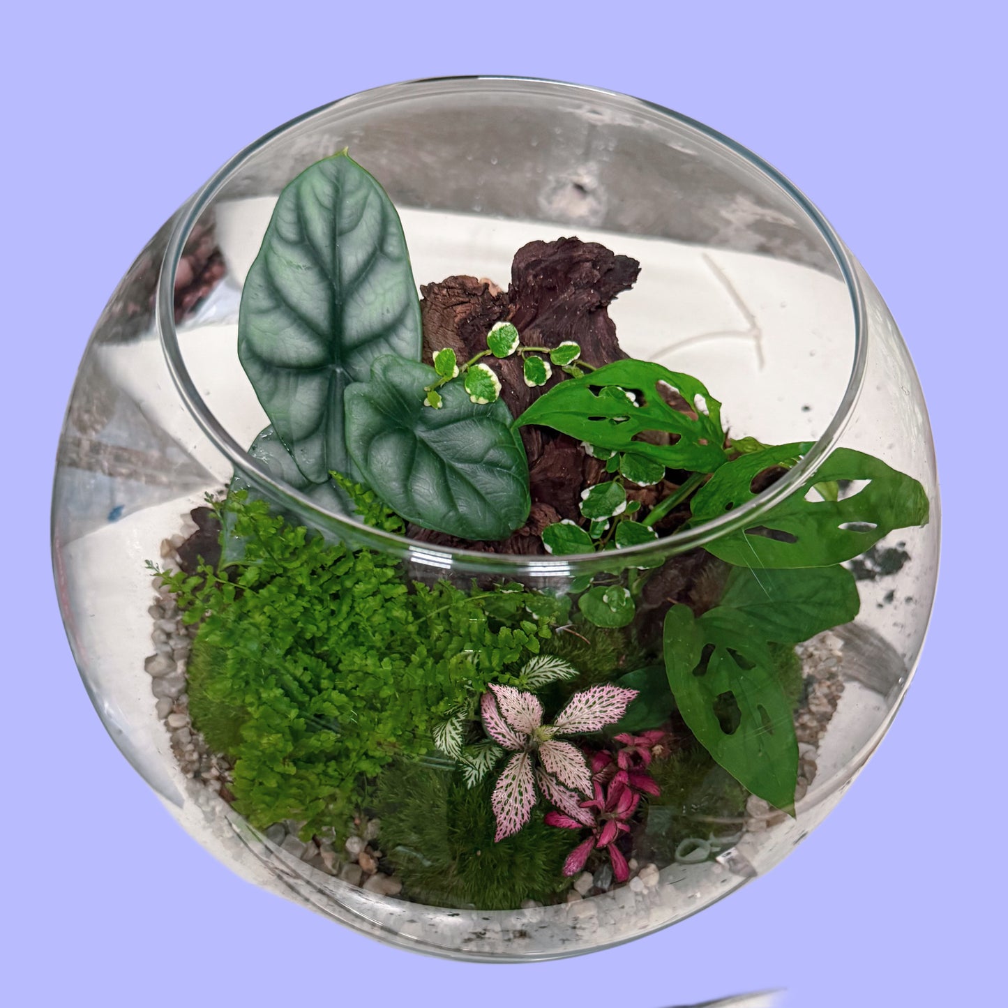Assel Terrarium, ökosphäre, alocasia. monstera, fittonia, fascchengarten für asseln