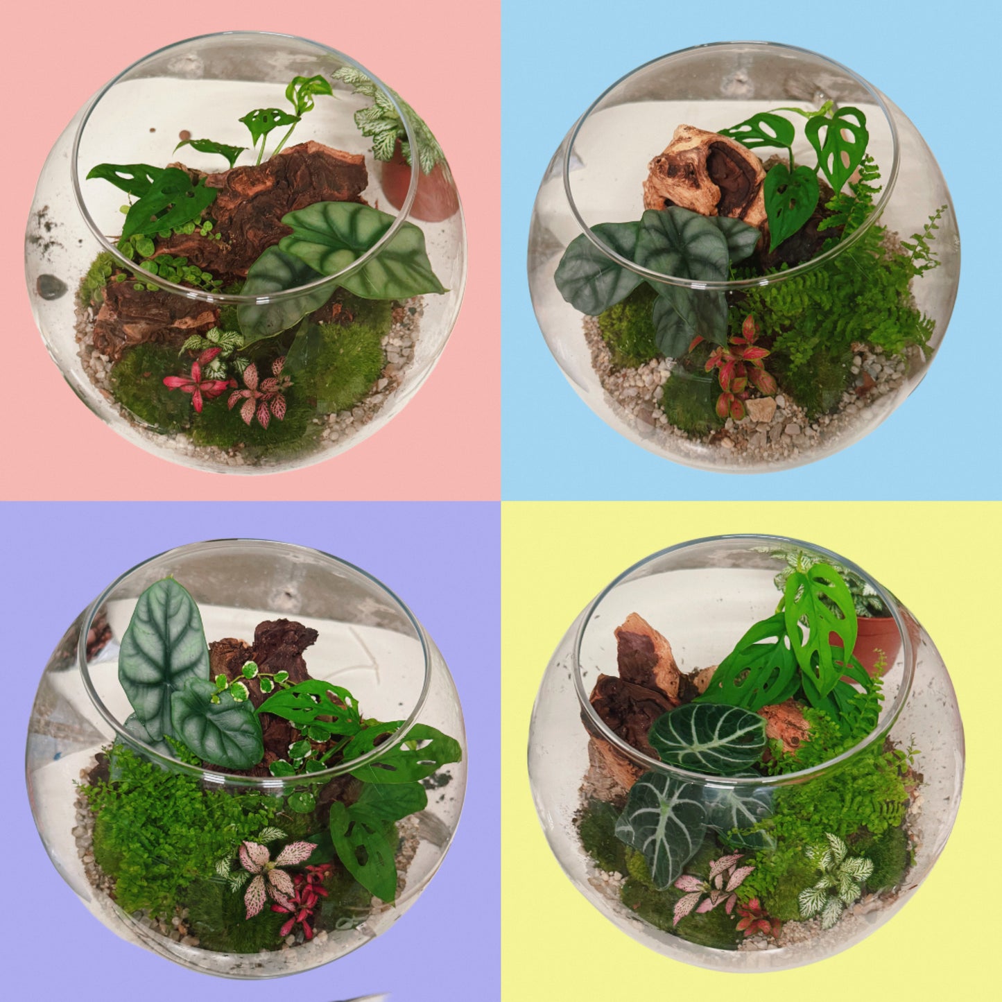 Assel Terrarium, ökosphäre, alocasia. monstera, fittonia, fascchengarten für asseln