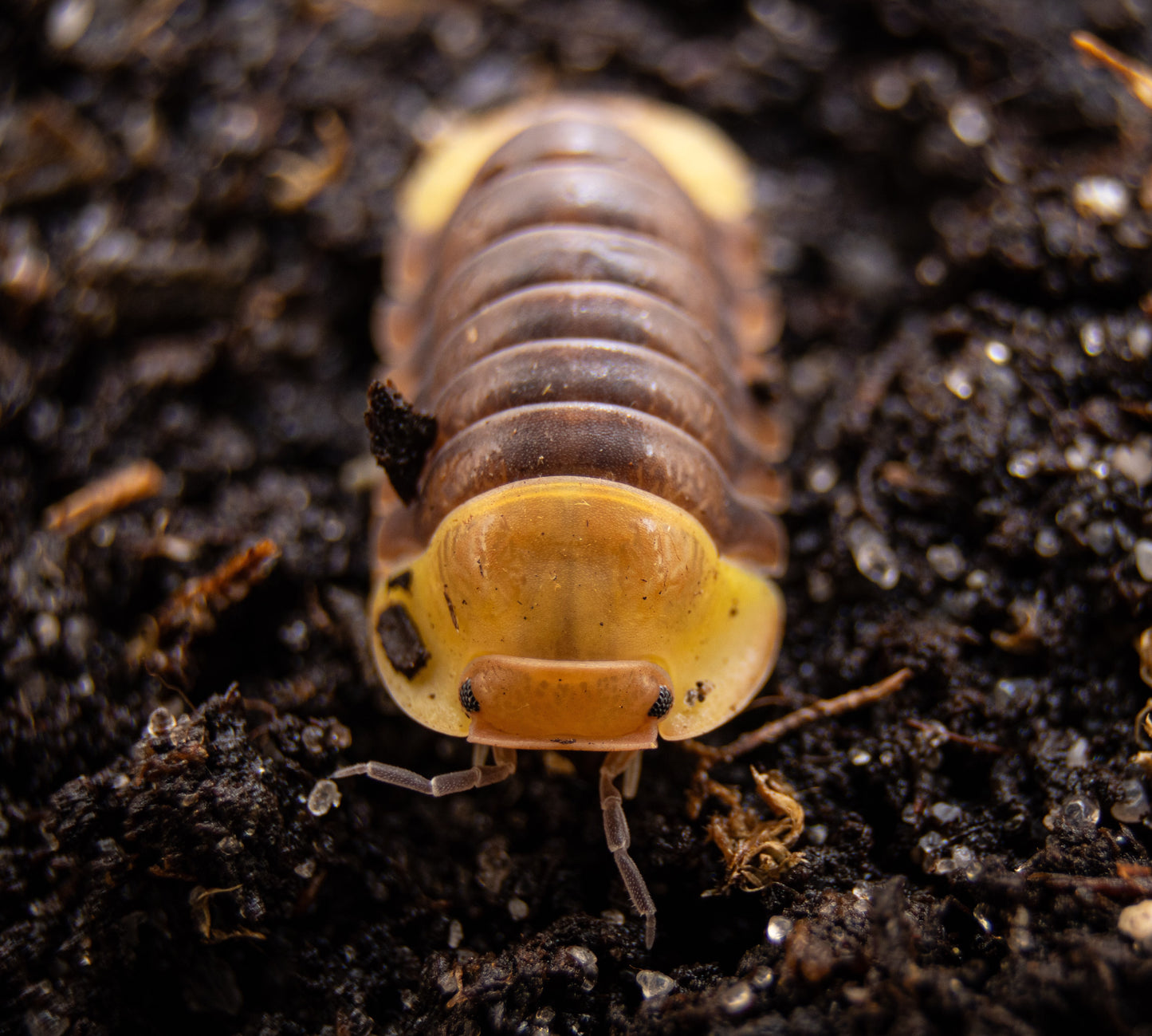 Rubber ducky cubaris ssel kaufen schweiz. isopods