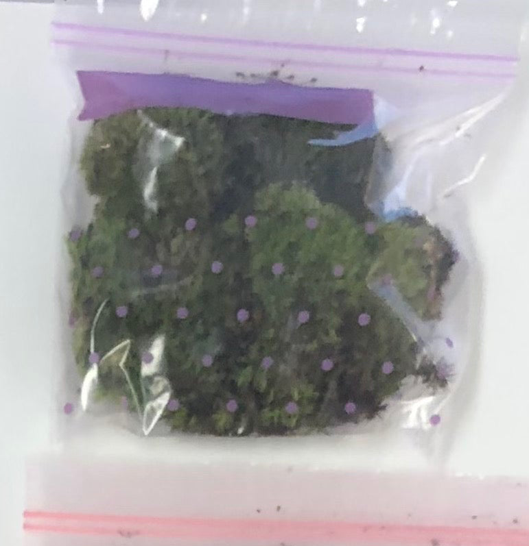 assel starter-set, assel terrarium, assel set, assel substrat, assel box, diy assel box