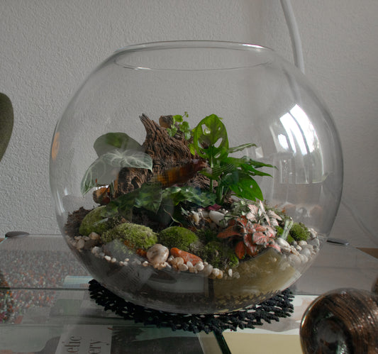 Terrarium, Pflanmzenterrarium, asselterrarium, ökosphäre, biosphäre, asseln, deko, pflanzen, pflanzen im glas