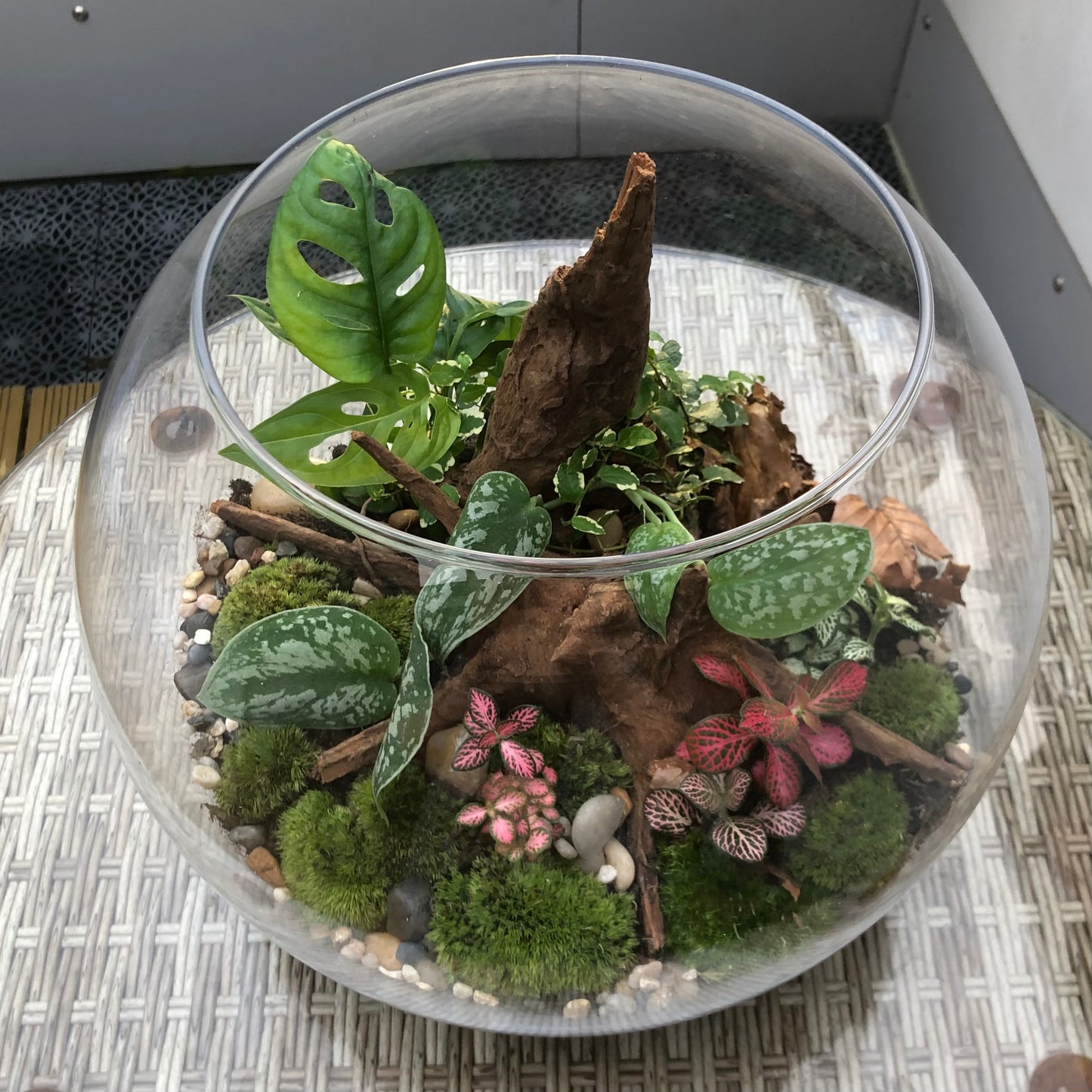 Assel-Terrarium