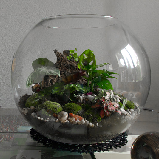 Assel Terrarium XL nach Deinen Wünschen