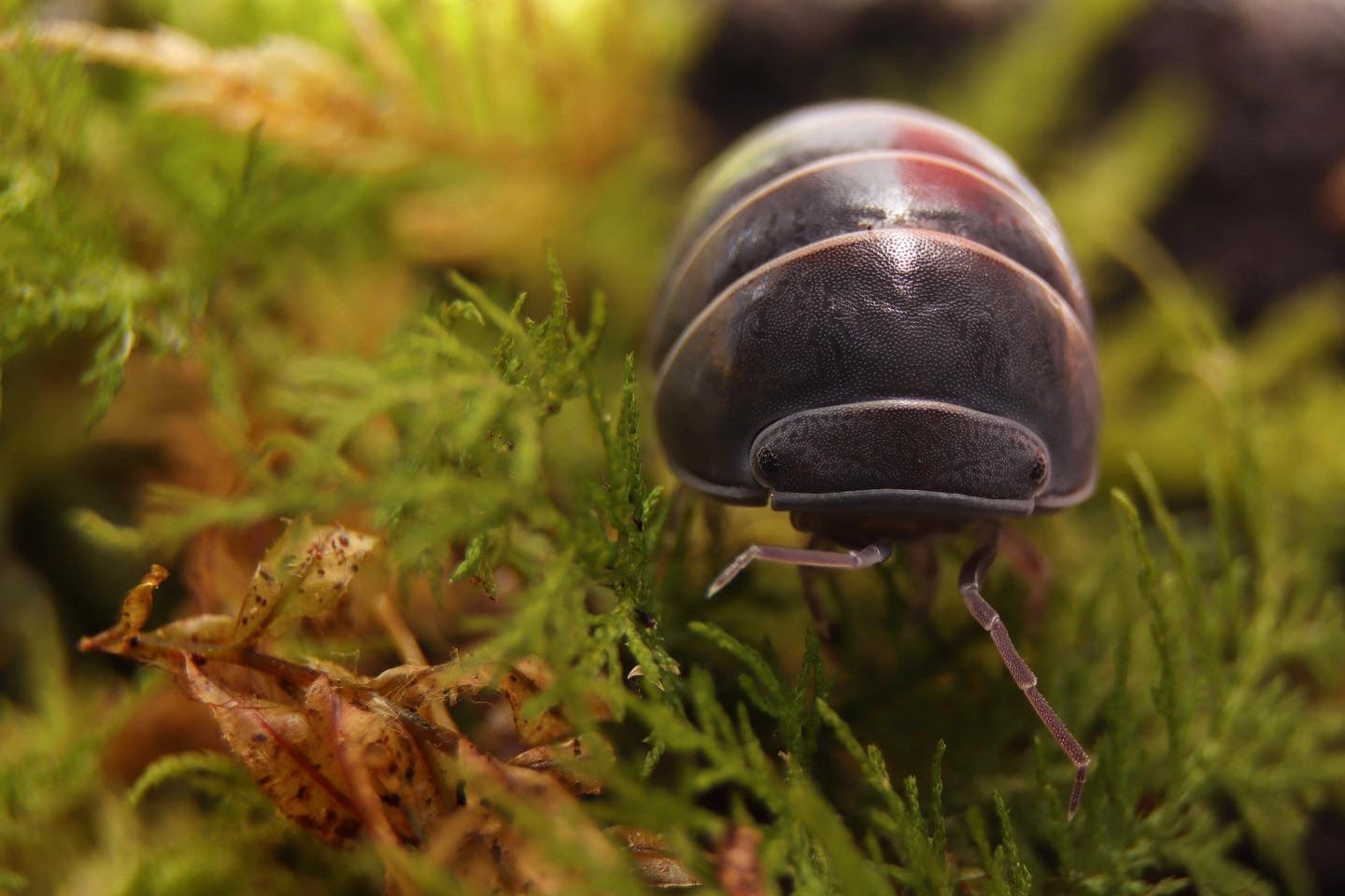 Armadillo Officinalis