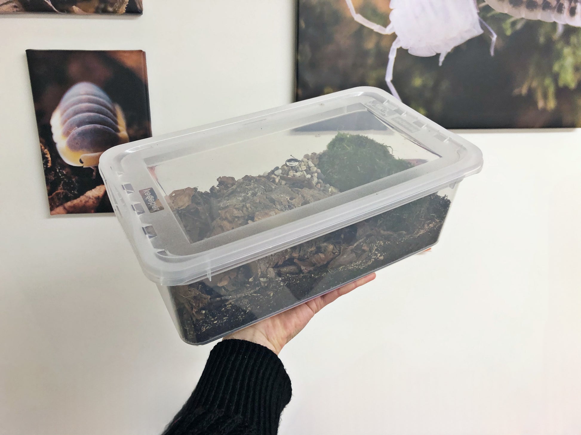 assel starter-set, assel terrarium, assel set, assel substrat, assel box, diy assel box