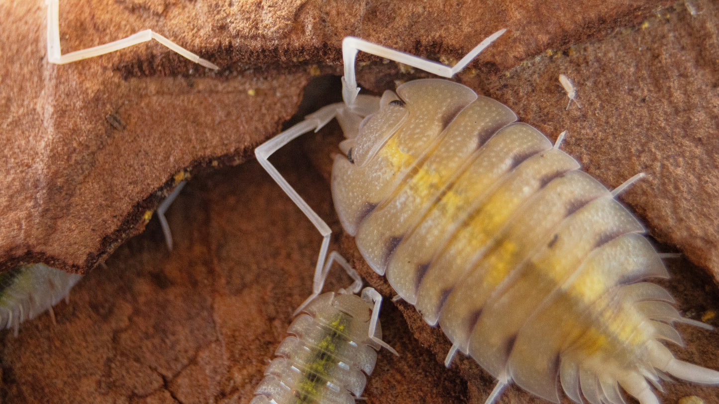 Porcellio bolivari “Lemonade”