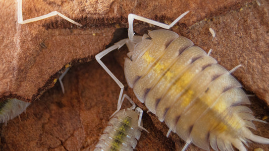 Porcellio bolivari “Lemonade”