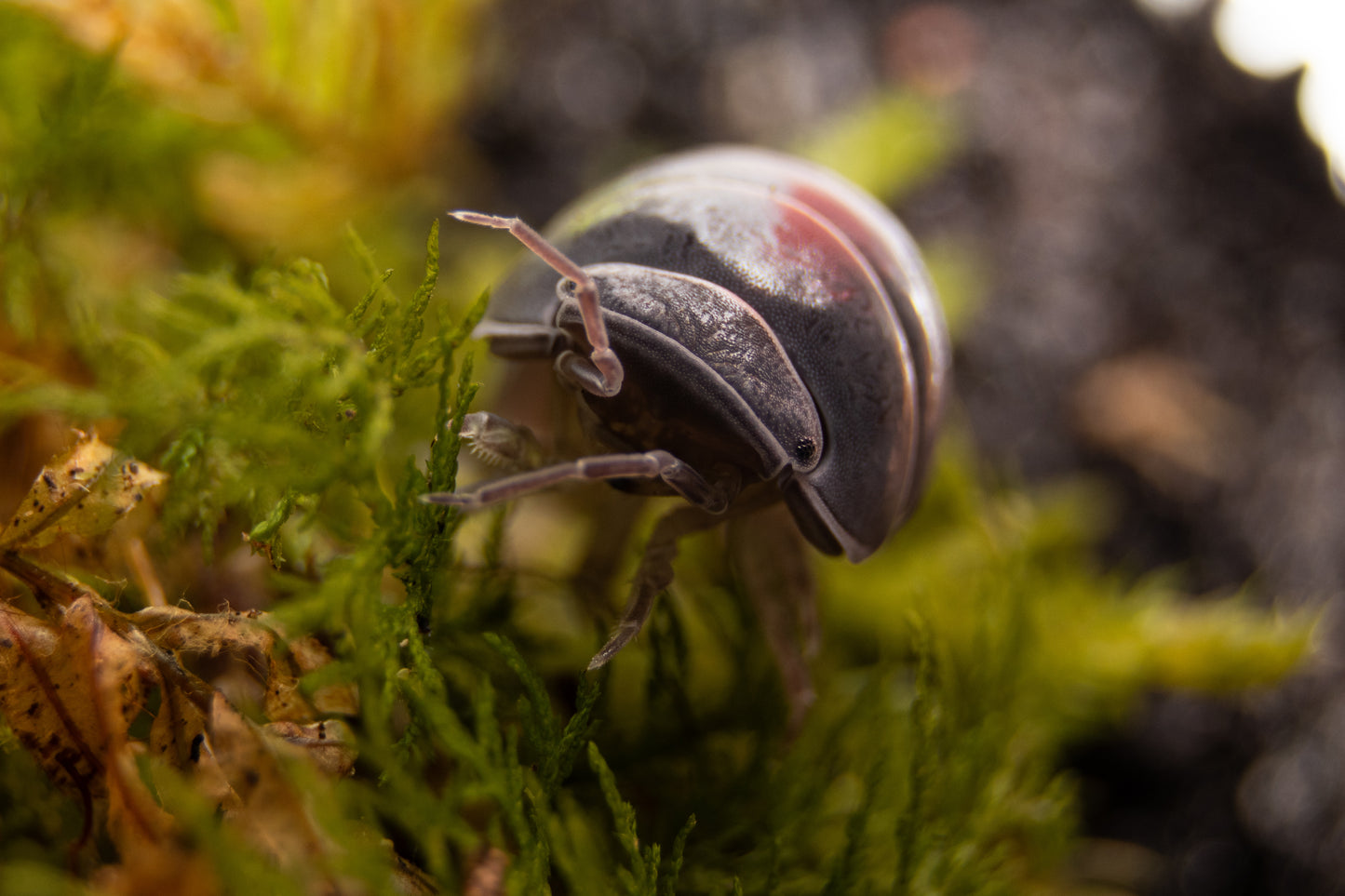 Armadillo Officinalis