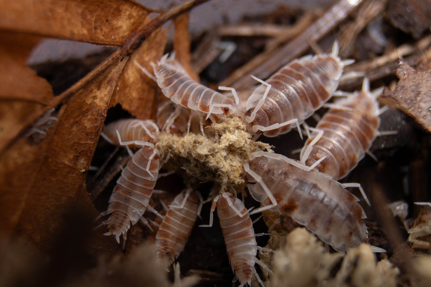 Porcellionides Pruinosus „orange creamsicle“