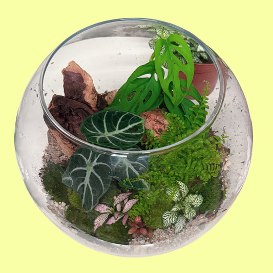Assel Terrarium