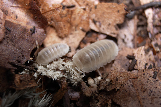 Cubaris murina „glacier“