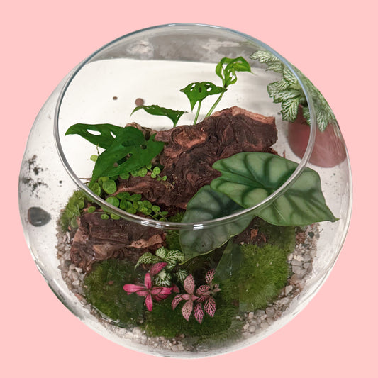Assel Terrarium
