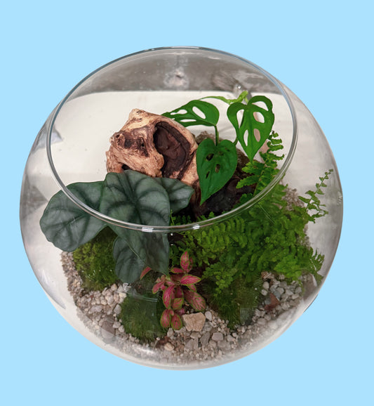 Assel Terrarium