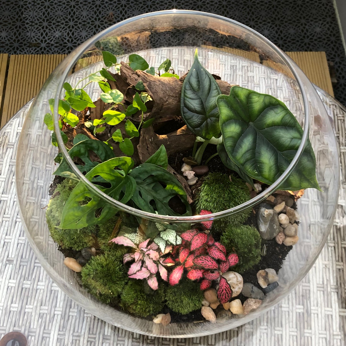 Assel-Terrarium