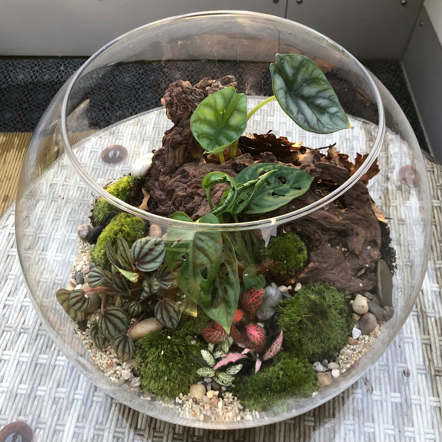 Assel-Terrarium