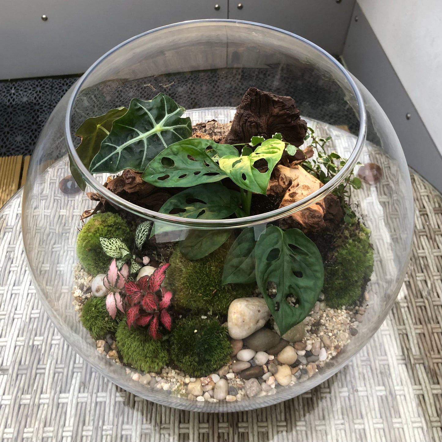 Assel-Terrarium