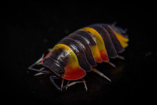 Ardentiella (Merulanella) sp. „Tricolor“ 5+ Stück