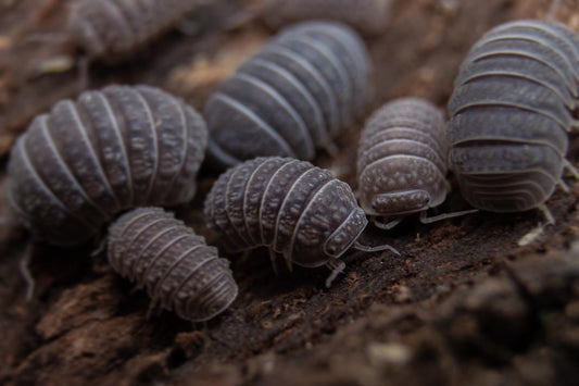 Armadillo tuberculatus