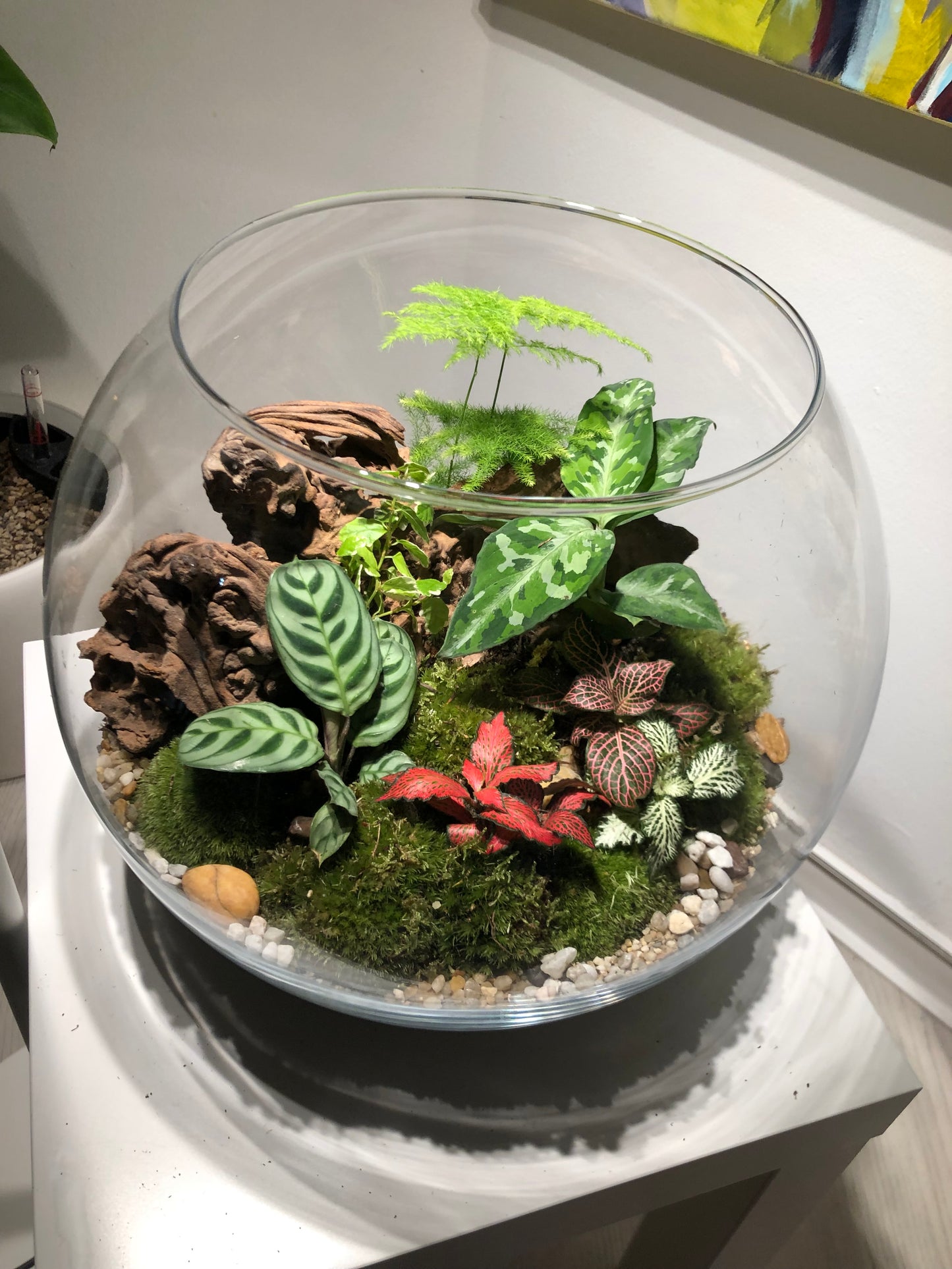 Assel Terrarium XL nach Deinen Wünschen
