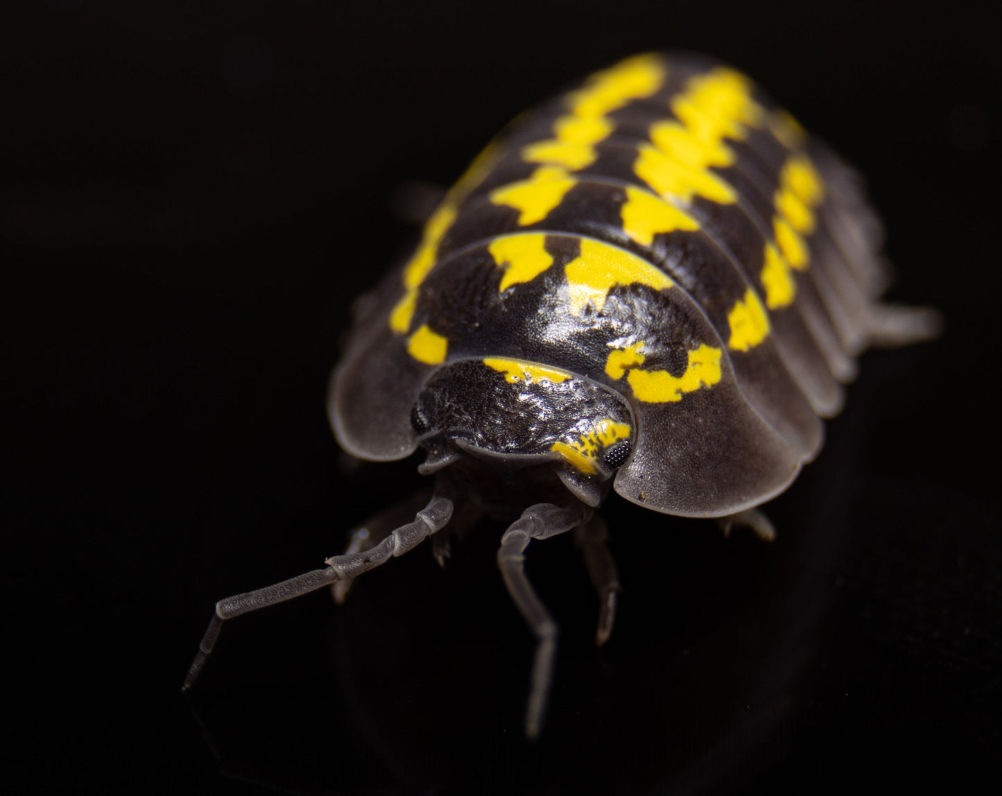 Armadillidium gestroi, gelb gepunktete Assel auf Laub im Terrarium, Kellerassel Art für bioaktive Terrarien, Asseln kaufen Schweiz

Armadillidium gestroi isopode dans terrarium, acheter isopodes suisse

