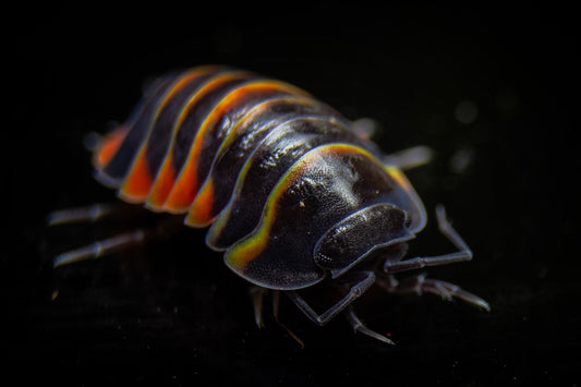 Ardentiella (Merulanella) sp. „Ember Bee“ 5+ Stück