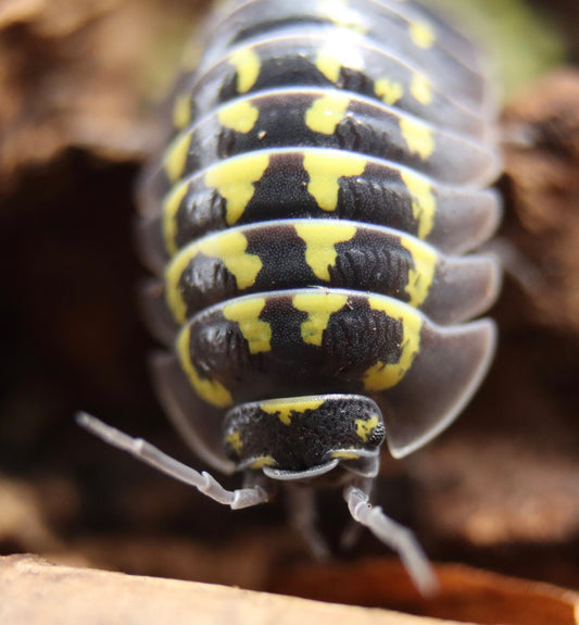 aramadillidium gestroi, assel, gestroi, kellerassel, asseln kaufen, kaufen, armadillidium gestroi kaufen schweiz, schweiz