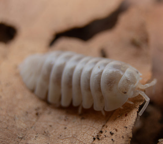 Armadillidium maculatum “Champagne”