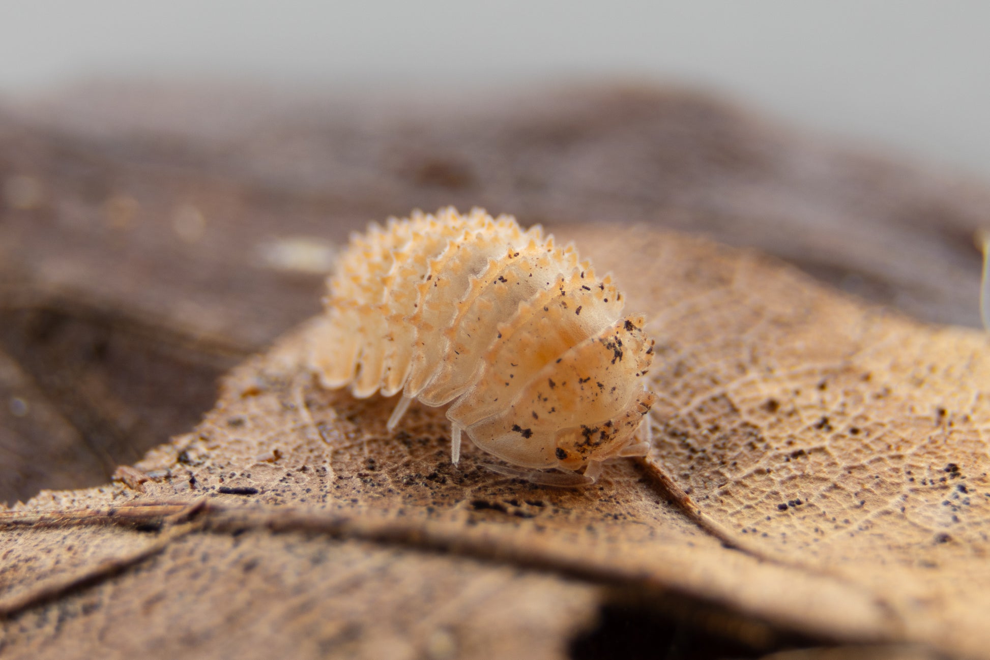 cristarmadillidium muricatum, spiky, assel, asslen, asslen kaufen schweiz, schweiz, spiky assel, ananas assel, isopod, cristarmadillidium muricatum kaufen