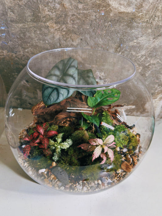 Assel Terrarium
