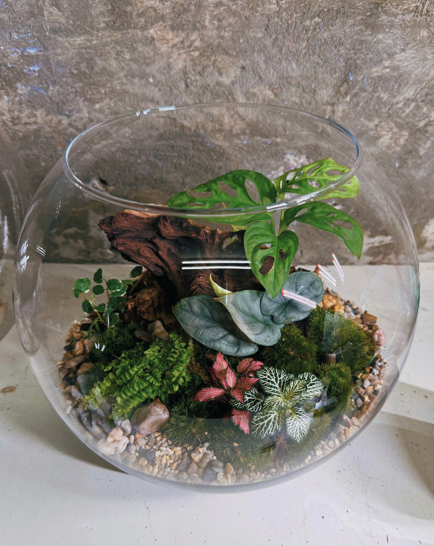 Assel Terrarium