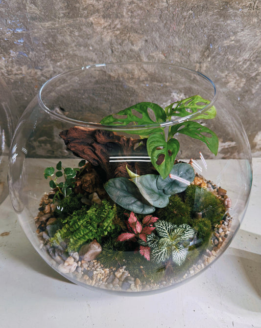Assel Terrarium