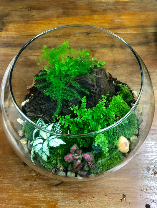 Assel Terrarium klein nach Deinen Wünschen