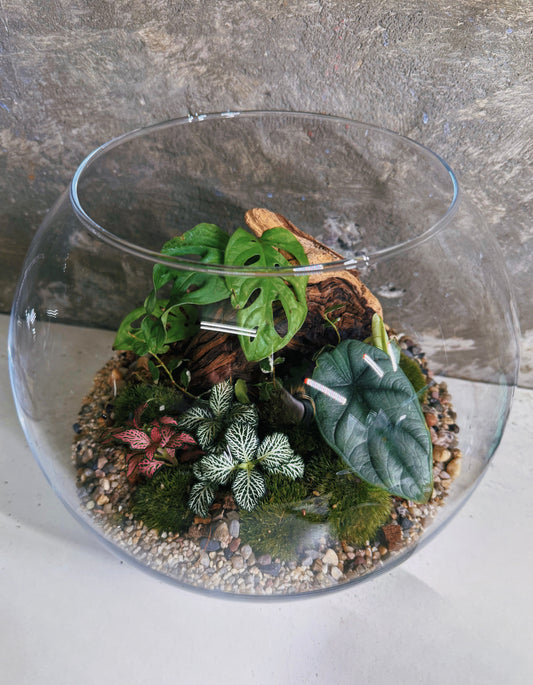 Assel Terrarium