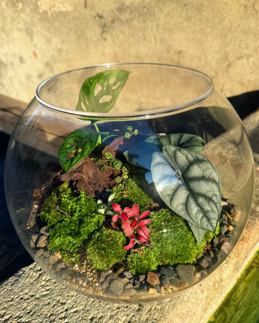 Assel-Terrarium mit Monstera und Alocasia