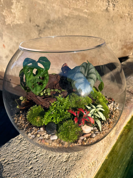 Assel-Terrarium mit Monstera und Alocasia
